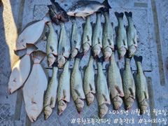 <무창포 보령 농어 조황> 11월3일 월요일 조황7인의 조사님들과 낚시하고 왔습니다! 금,토,일 자리여유!!