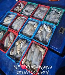 무늬오징어 아직도 잘 나와요