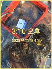 11/4 당진 장고항 해안선호 조황사진