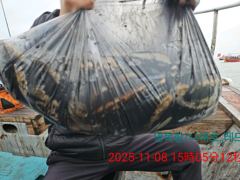 11월8일 대사리 갑오징어조황