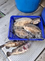 오늘의조과