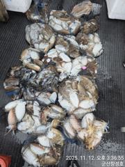 군산 왕갑이 망탱이 좋아요~" 경기대회,11일~14일까지~전동릴포함1등~8등까지 상품이벤트실시 군산..
