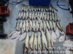<무창포 보령 농어 조황> 오늘 초보들이 사고쳤다!! 느면 나오는 농어들~!! 내일 자리 있으니 놓치지마세요!!