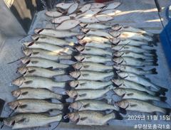<무창포 보령 농어 조황> 다음주부터 완전 또 달려~!! 사릿물엔 농어랑 다잡아 병행합니다!! 예약주세요!!