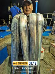 여수 청양피싱 11월16일 입항조황입니다.