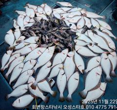 11.22 회변항 오성스타호 광어다운샷 조황~^^