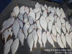 11월 22일 광어다운샷 조황입니다.