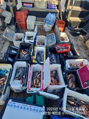 12월18일 우럭 열기 조황 입니다