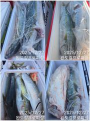 대방어 쿨러조황