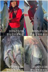 대방어 조황