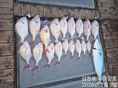 뉴금강호)1월3일 어디갔니 참돔아ㅠㅠ