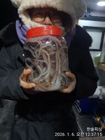 1월 6일 낙지 조황 (늦은 업뎃 지송해욥)