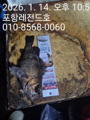 선상볼락