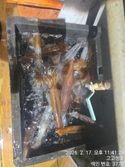 2월17일 화살촉오징어 한치 조황