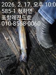 선상한치
