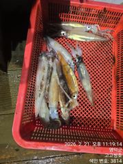 2월 21일 오징어 한치 조황