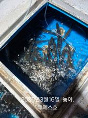 여수 투에스호 3월 16일 농어 조황!!