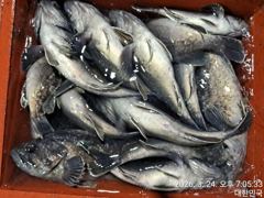 26.3.24일 내만권 조황 소식 입니다.