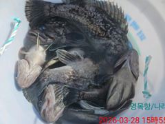 우럭낚시 다녀왔습니다 (3월28일 10명)