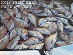 28일 타이라바 조황입니다.