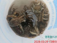 봄쭈꾸미낚시 탐사출조 다녀왔습니다 (3월29일 7명)