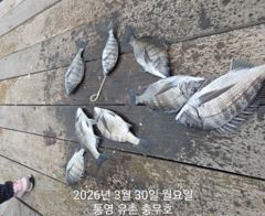 통영 유촌항 충무호 감성돔 조황 사진
