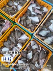 어구가자미