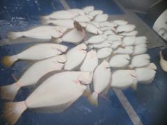 4월 11일(토) 광어 조황입니다