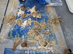 4월11일(토) [타이탄호] 묵직한 알쭈꾸미 손맛!!!