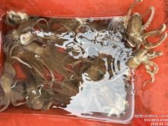4월11일 봄 알쭈구미 출조 50마리좀 안되게 나옵니다.
