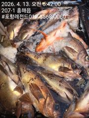선상왕볼락왕열기