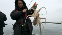 봄쭈꾸미 씨알보소