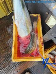 4월21일 진도빅마린호 농타