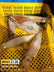 대포급 한치 쿨러조황 갈치는 잔씨알 마릿수 토요일  다시도전
