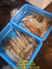 4월21일 대포한치 초대박 조황 