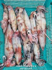 한치시즌 시작~~^^ 언제 터질지 모릅니다