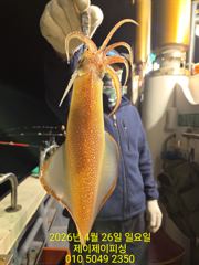 4월26일 한치 조황