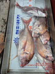 대물급 참돔