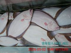 5월2일 광어다운샷 5명출조 조황