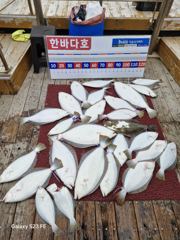 5월2일 조황입니당 ~^^ 조사님들 여기서.저기서.힛트.힛트.힛트.뛰어다니느라 바빴네요ㅋㅋㅋ 이제 광어시즌이 돌아왔습니다~^^ 한바다호 많이 찾아주세용^^♡
