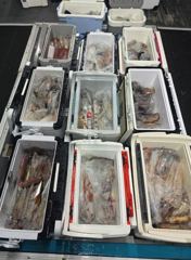 [통영대교피싱]3일 청기백기 한치조황, 수요일부터 출조모집