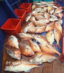 5.3 닉스2호 참돔타이라바 조황
