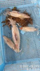 통영유림)9일 한치 실시간조황입니다