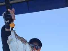 5월9일 오천항 ☆오디세이호☆ 대광어 다운샷 조황 입니다