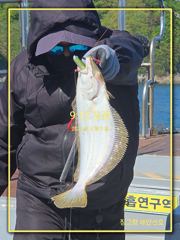 5월 9일 당진 장고항 해안선호 조황사진입니다 (광어)