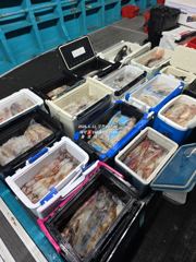 [통영대교피싱]연일 한치 마릿수 새기록~ 금토자리여유