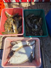 삼길포 헌터호 5/12 우럭 광어 조황