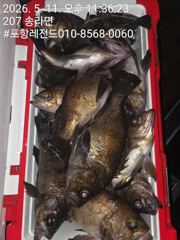 볼락외줄 호조황