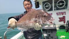 13일 참돔조항입니다