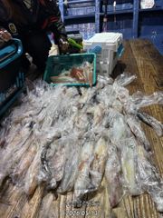 여수블랙펄호 13일입항 한치이카메탈 조황입니다. 계속 출항합니다.